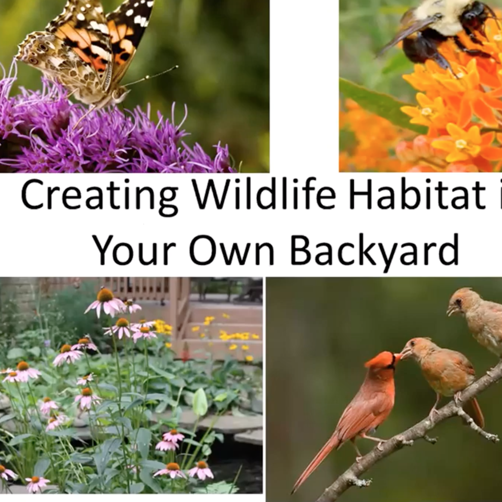Creating wildlife habitat